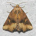 Waterlily Moth - Hodges#9056