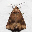 Waterlily Moth - Hodges#9056 - photo 3