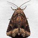 Waterlily Moth - Hodges#9056 - photo 4