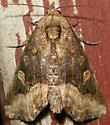 Waterlily Moth - Hodges#9056 - photo 5