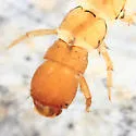 Homoplectra doringa - photo 2