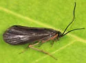 Homoplectra doringa - photo 3