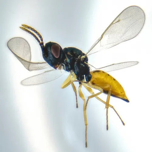 Homoporus gibbiscuta