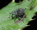Homorosoma sulcipenne - photo 2