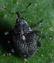Homorosoma sulcipenne - photo 3