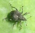 Homorosoma sulcipenne - photo 4