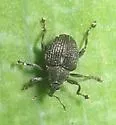 Homorosoma sulcipenne - photo 5
