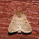 Alder Quaker - Hodges#10533 - photo 3