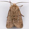 Alder Quaker - Hodges#10533 - photo 4