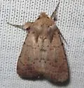 Alder Quaker - Hodges#10533 - photo 5