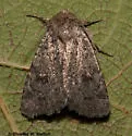 Homorthodes dubia - Hodges#10536