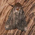Homorthodes dubia - Hodges#10536 - photo 2