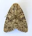 Homorthodes dubia - Hodges#10536 - photo 3