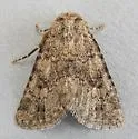 Homorthodes dubia - Hodges#10536 - photo 4