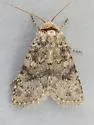 Homorthodes dubia - Hodges#10536 - photo 5