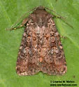 Homorthodes euxoiformis - Hodges#10598