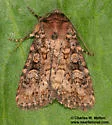 Homorthodes euxoiformis - Hodges#10598 - photo 3