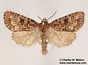 Homorthodes euxoiformis - Hodges#10598 - photo 4