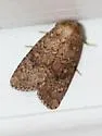 Northern Scurfy Quaker Moth - Hodges#10532