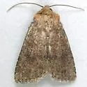 Northern Scurfy Quaker Moth - Hodges#10532 - photo 2