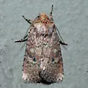 Northern Scurfy Quaker Moth - Hodges#10532 - photo 3