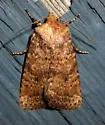 Northern Scurfy Quaker Moth - Hodges#10532 - photo 4