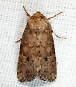 Northern Scurfy Quaker Moth - Hodges#10532 - photo 5