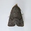Homorthodes gigantoides - Hodges#10545