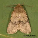 Homorthodes gigantoides - Hodges#10545 - photo 2