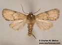 Homorthodes gigantoides - Hodges#10545 - photo 3