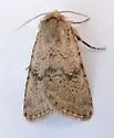 Homorthodes gigantoides - Hodges#10545 - photo 4