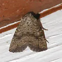 Homorthodes hanhami - Hodges#10539