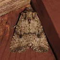 Homorthodes hanhami - Hodges#10539 - photo 2