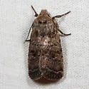 Homorthodes hanhami - Hodges#10539 - photo 3