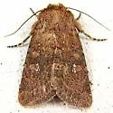 Southern Scurfy Quaker Moth - Hodges#10532.1 - Homorthodes lindseyi