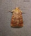 Southern Scurfy Quaker Moth - Hodges#10532.1 - photo 2