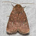 Southern Scurfy Quaker Moth - Hodges#10532.1 - photo 3