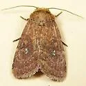 Southern Scurfy Quaker Moth - Hodges#10532.1 - photo 4