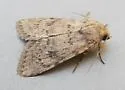 Homorthodes perturba - Hodges#10544 - photo 2
