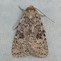 Homorthodes perturba - Hodges#10544 - photo 3
