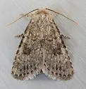 Homorthodes perturba - Hodges#10544 - photo 4