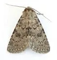 Homorthodes perturba - Hodges#10544 - photo 5