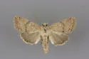 Homorthodes rectiflava - Hodges#10542 - photo 2