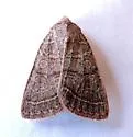 Homorthodes rectiflava - Hodges#10542 - photo 3