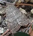 Homorthodes rectiflava - Hodges#10542 - photo 4