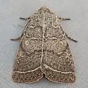 Homorthodes rectiflava - Hodges#10542 - photo 5