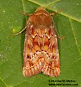 Homorthodes reliqua - Hodges#10541 - Homorthodes reliqua