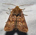 Homorthodes reliqua - Hodges#10541 - photo 2