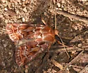 Homorthodes reliqua - Hodges#10541 - photo 3