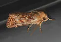 Homorthodes reliqua - Hodges#10541 - photo 4